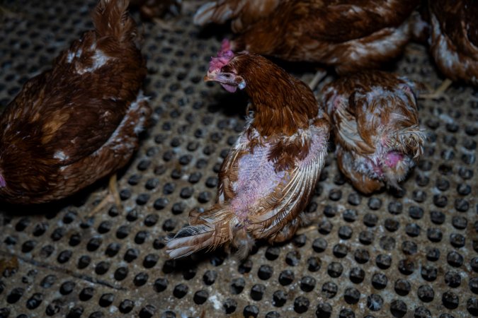Hen with missing feathers from wings and head.