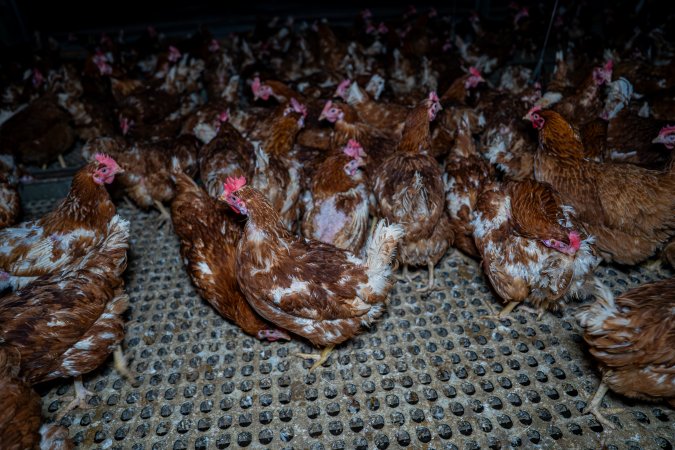 Hens in free-range shed