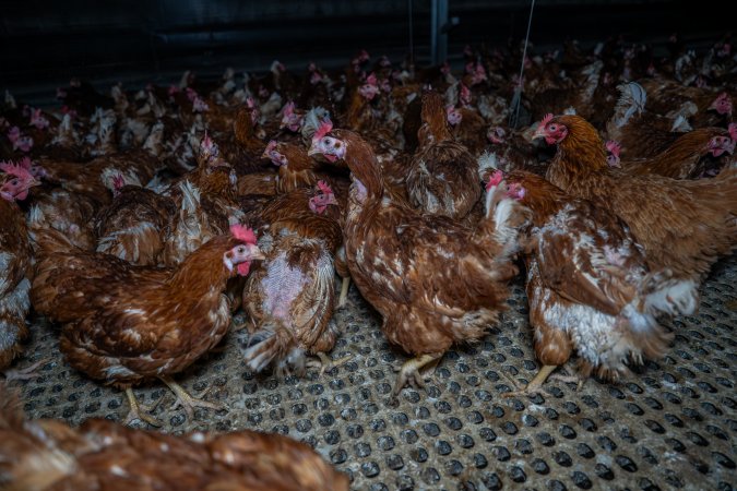 Hens in free-range shed