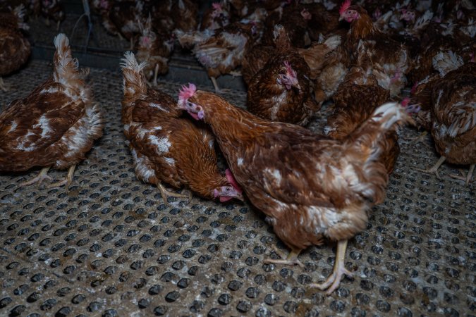 Free-range eggs investigation 2025