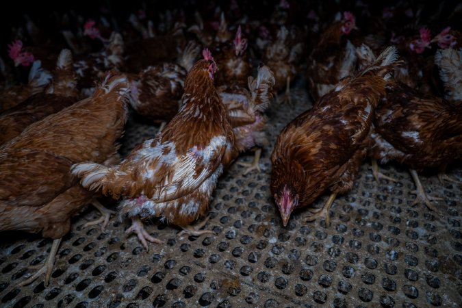 Free-range eggs investigation 2025