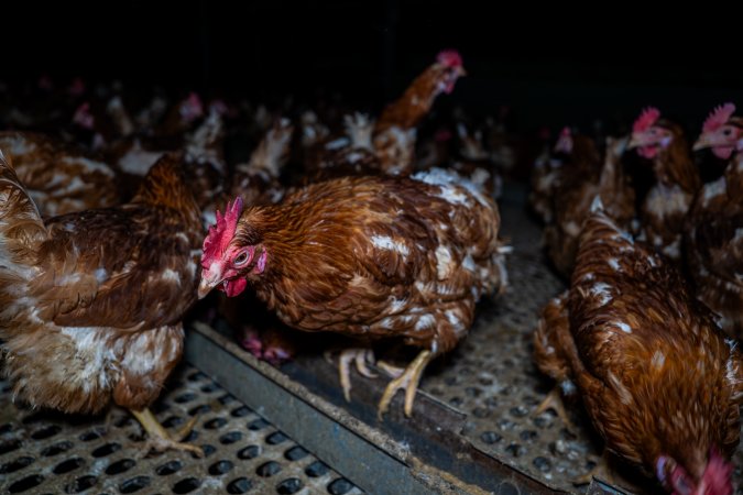 Free-range eggs investigation 2025