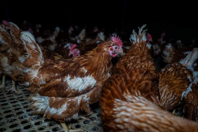 Free-range eggs investigation 2025