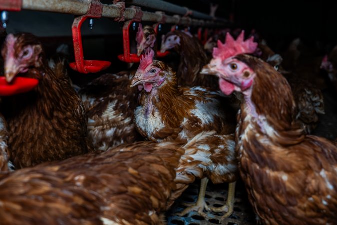 Free-range eggs investigation 2025