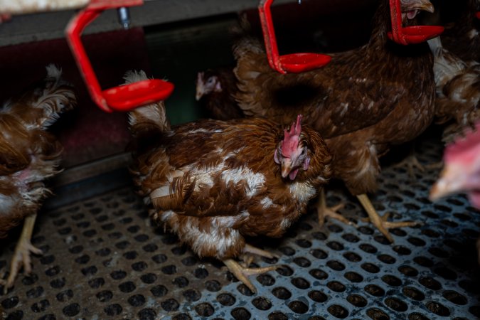 Free-range eggs investigation 2025