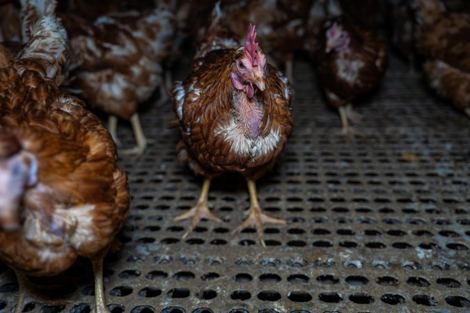 Hen missing feathers from neck