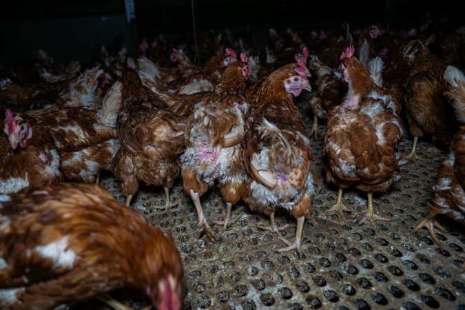 Hens with missing feathers