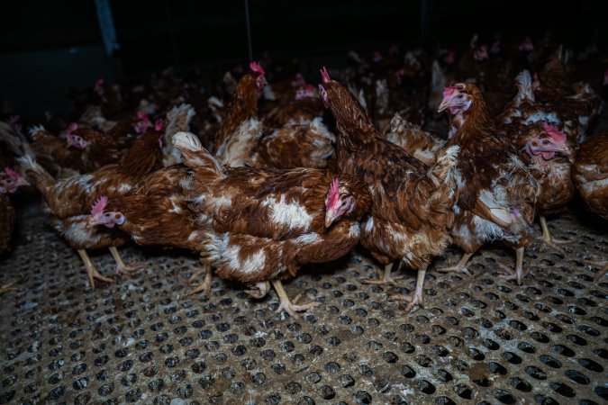 Free-range eggs investigation 2025