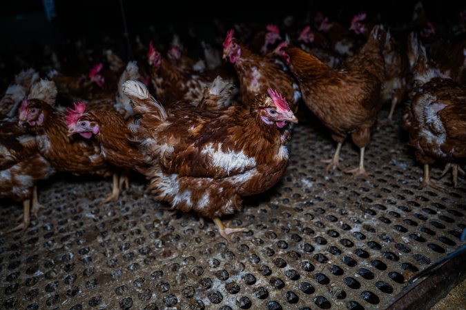 Free-range eggs investigation 2025