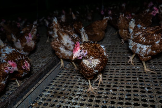Hen with missing feathers