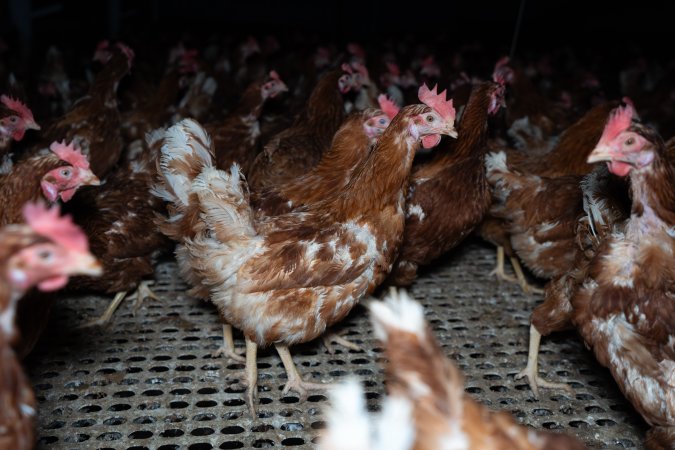 Free-range eggs investigation 2025