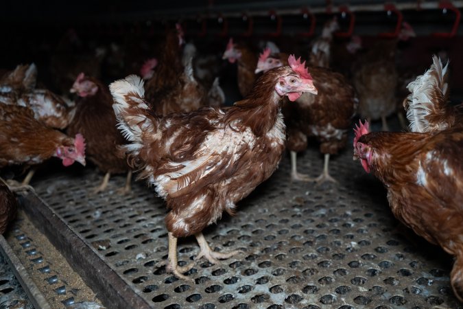 Hen with missing feathers from wings.