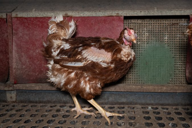 Hen with missing feathers from wings.