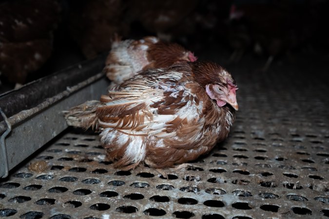 Hen covered in faeces in free-range shed.