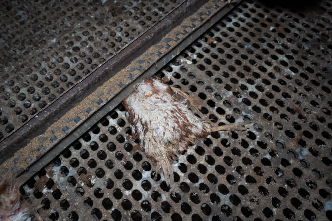 Dead hen in free-range shed.
