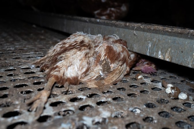 Dead hen in free-range shed