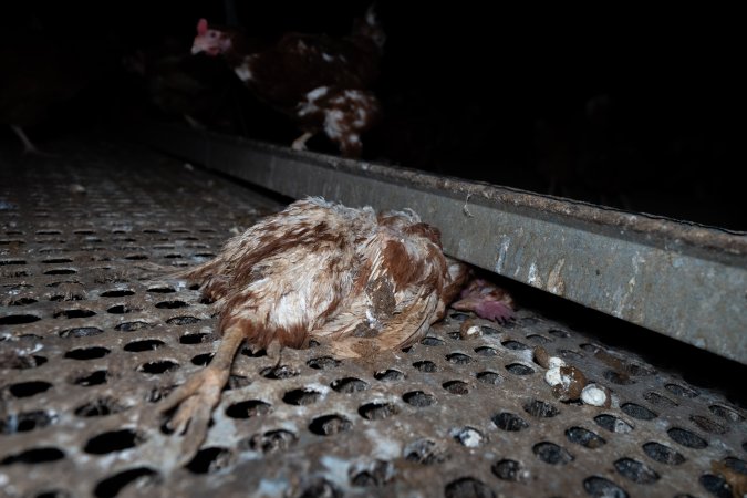 Dead hen in free-range shed