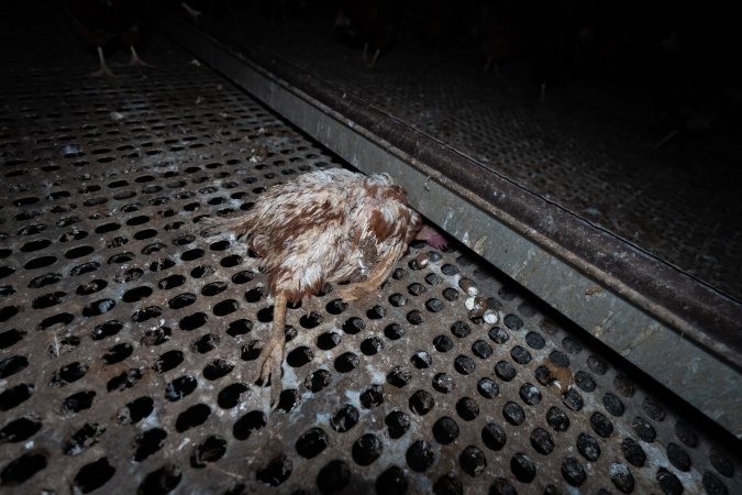 Dead hen in free-range shed