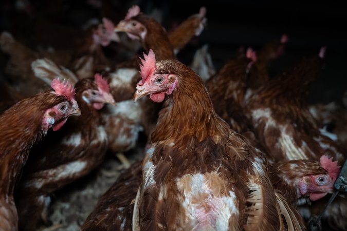 Free-range eggs investigation 2025