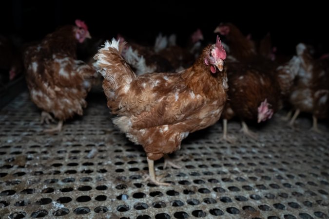 Free-range eggs investigation 2025