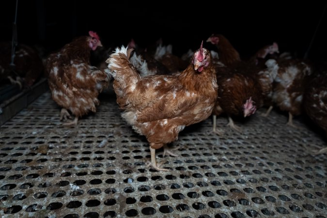 Free-range eggs investigation 2025