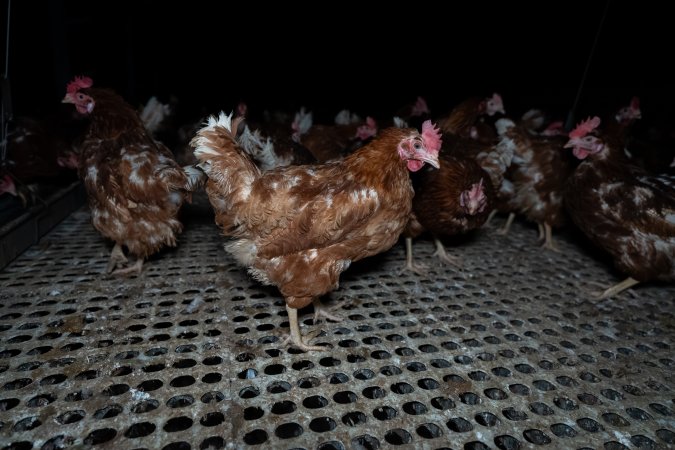 Free-range eggs investigation 2025