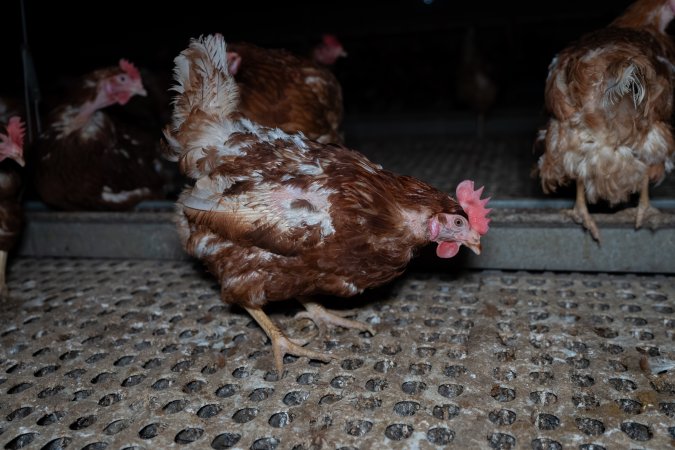 Hen with missing feathers