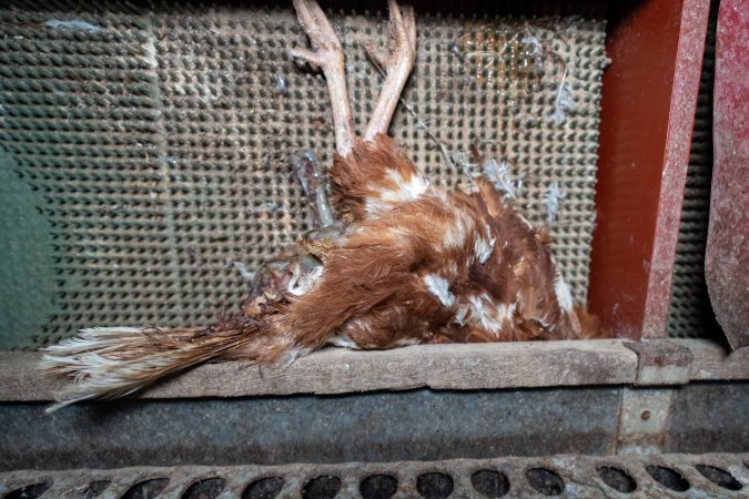 Dead hen in free range shed