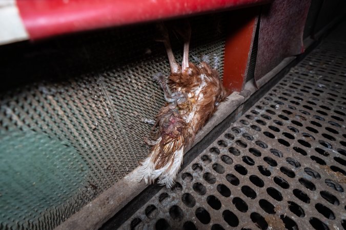 Dead hen in free-range shed