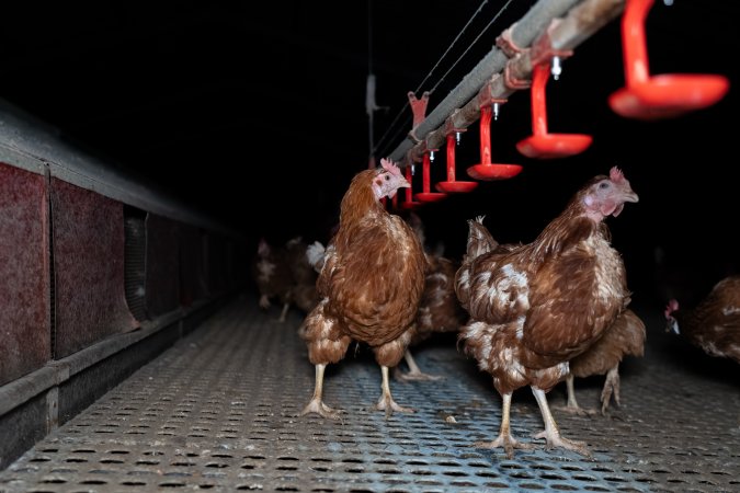 Hens in free-range shed