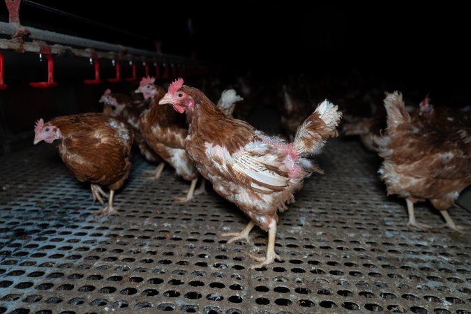 Hen with missing feathers