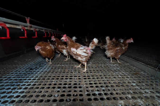 Hens in shed