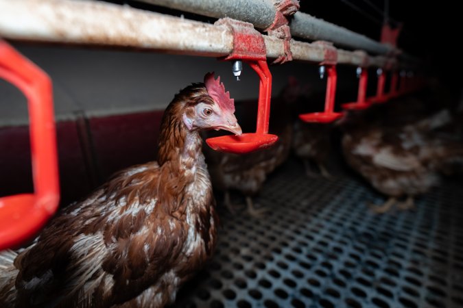 Hen drinking from water feeder