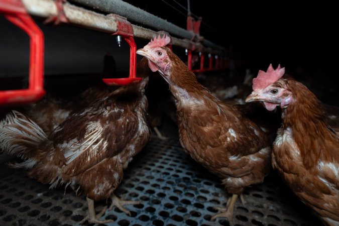 Hen drinking from water feeder