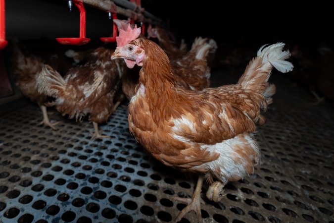 Hen in free-range shed