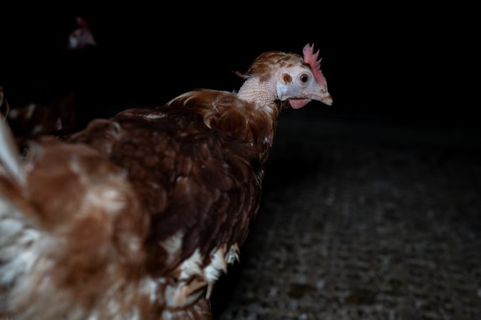 Hen with missing feathers on neck