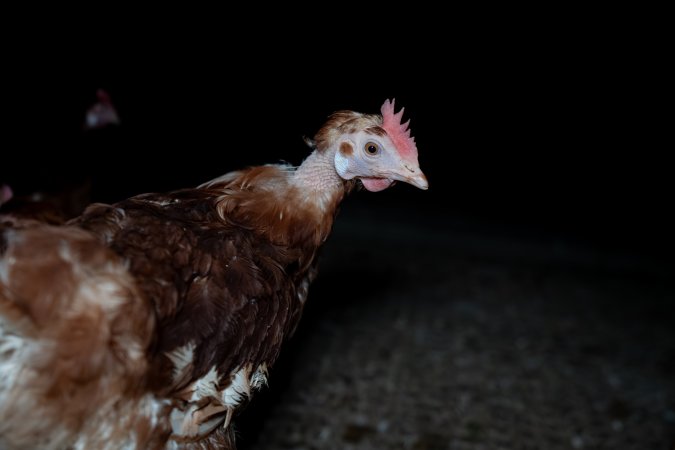Hen with missing feathers on neck