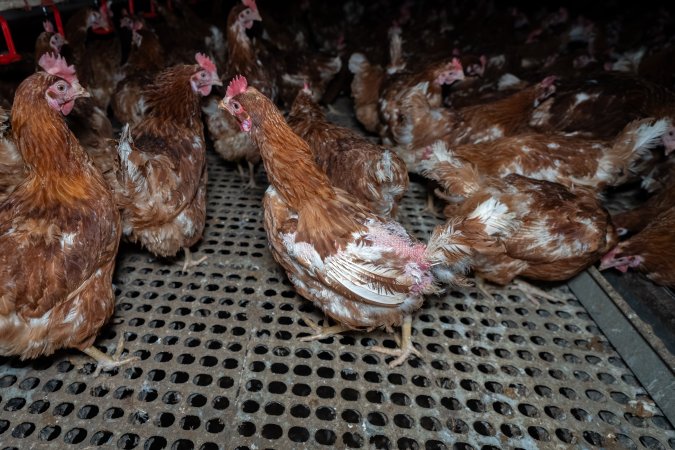 Hen with missing feathers