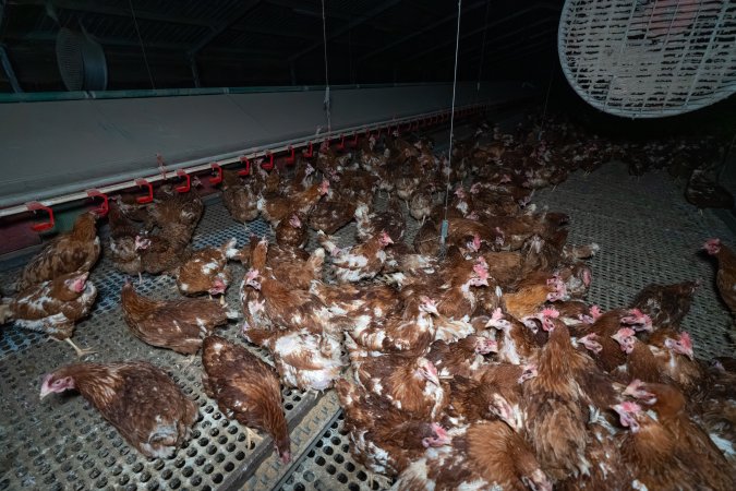 Hens in free-range shed