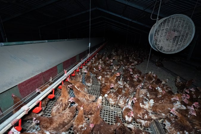 Hens in free-range shed