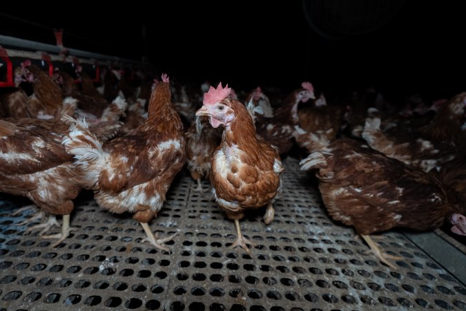 Free-range eggs investigation 2025