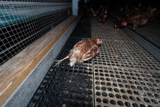 Hen with injured leg