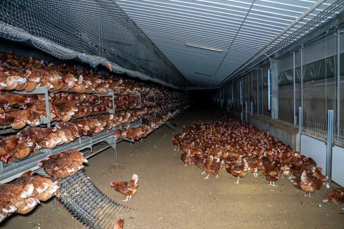 Hens in free-range shed