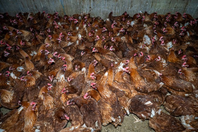 Hens crowded around 'pop holes' in free-range sheds.