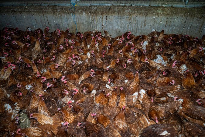 Hens crowded around 'pop holes' in free-range sheds.