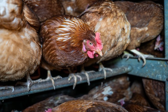 Free-Range Eggs Investigation 2025