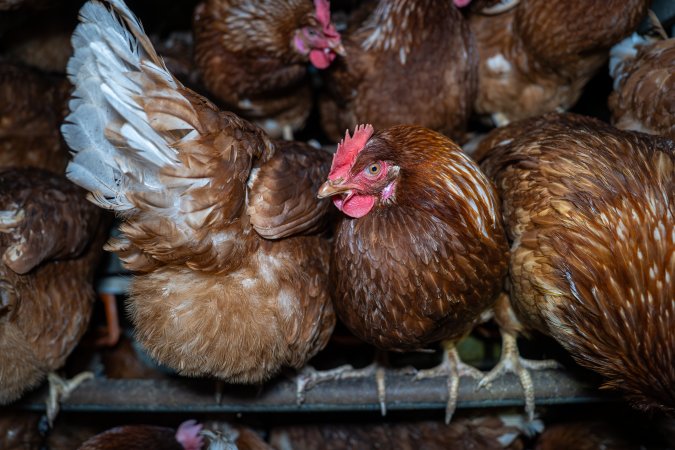 Free-Range Eggs Investigation 2025