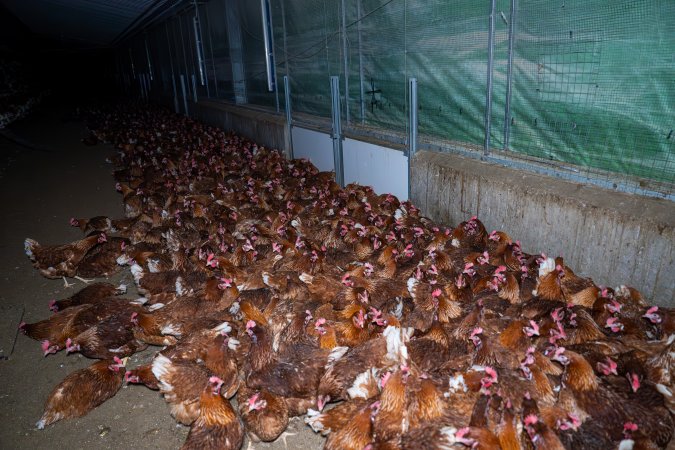 Hens crowded around 'pop holes' in free-range sheds.