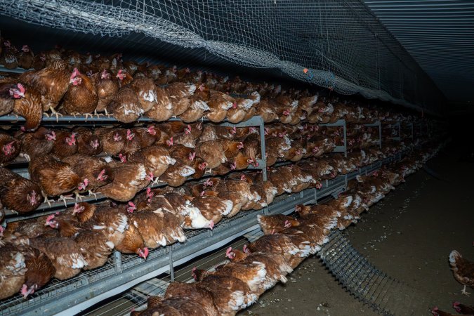 Hens on perches in free-range shed