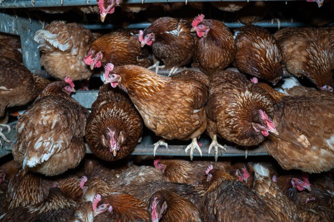 Free-Range Eggs Investigation 2025